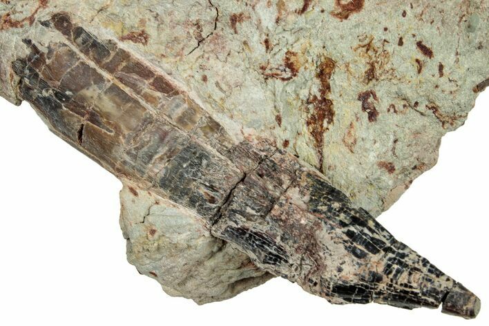 Spinosaurus Tooth In Rock - Dekkar Formation, Morocco #252253